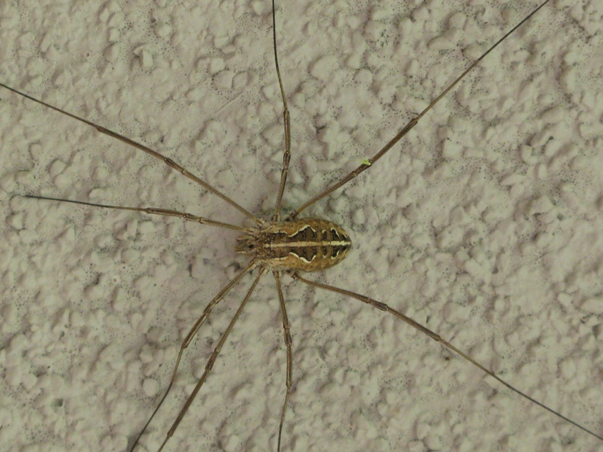 Metaphalangium cf. cirtanum da Acquapendente